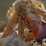 Amazing Crabs Shell Exchange | Life Story | BBC Earth