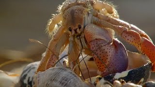 Amazing Crabs Shell Exchange | Life Story | BBC Earth