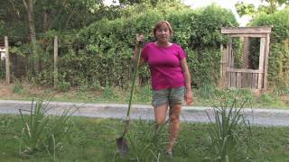 Plant Care Tips : How to Grow Red-Hot Poker (Kniphofia Uvaria)
