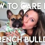 HOW TO TAKE CARE OF A FRENCHIE