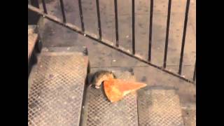 New York City rat taking pizza home on the subway (Pizza Rat)