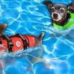 Giving our Dogs Swimming Lessons for the First Time! | Pawzam Dogs