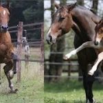 Cute And funny horse Videos Compilation cute moment of the horses – Cutest Horse #1