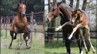 Cute And funny horse Videos Compilation cute moment of the horses – Cutest Horse #1