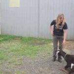 Blackjack the Trick Goat (how to train your goat to do tricks)