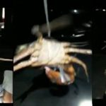 mancing kepiting bakau,capitnya jumbo | mantap habis | mencari kepiting