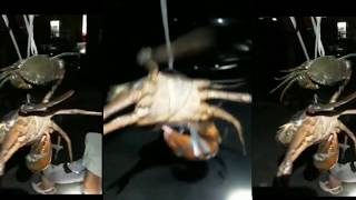 mancing kepiting bakau,capitnya jumbo | mantap habis | mencari kepiting