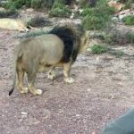 Richard Turner with Roaring Lions on African Safari