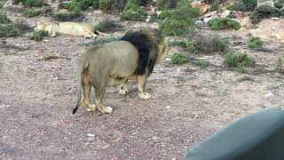 Richard Turner with Roaring Lions on African Safari