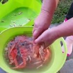 How to cook Blue Swimmer Crabs by steaming them. Part Two