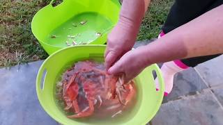 How to cook Blue Swimmer Crabs by steaming them. Part Two