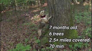 7 month old mountain cur treeing squirrels