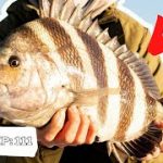 HOW TO CATCH SHEEPSHEAD (Summertime Sheepshead Fishing Tactics)