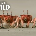 Crabby Eaters | Animal Dance Battles