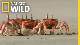 Crabby Eaters | Animal Dance Battles