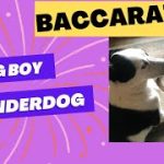 Proven Winning Baccarat Strategy – Big Boy Underdog