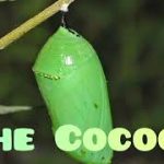 Craps Strategy #16 The Cocoon