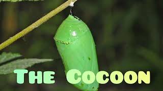 Craps Strategy #16 The Cocoon