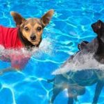 Giving Our Dogs Swimming Lessons For the First Time Without Life Jackets!