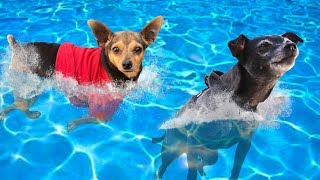 Giving Our Dogs Swimming Lessons For the First Time Without Life Jackets!